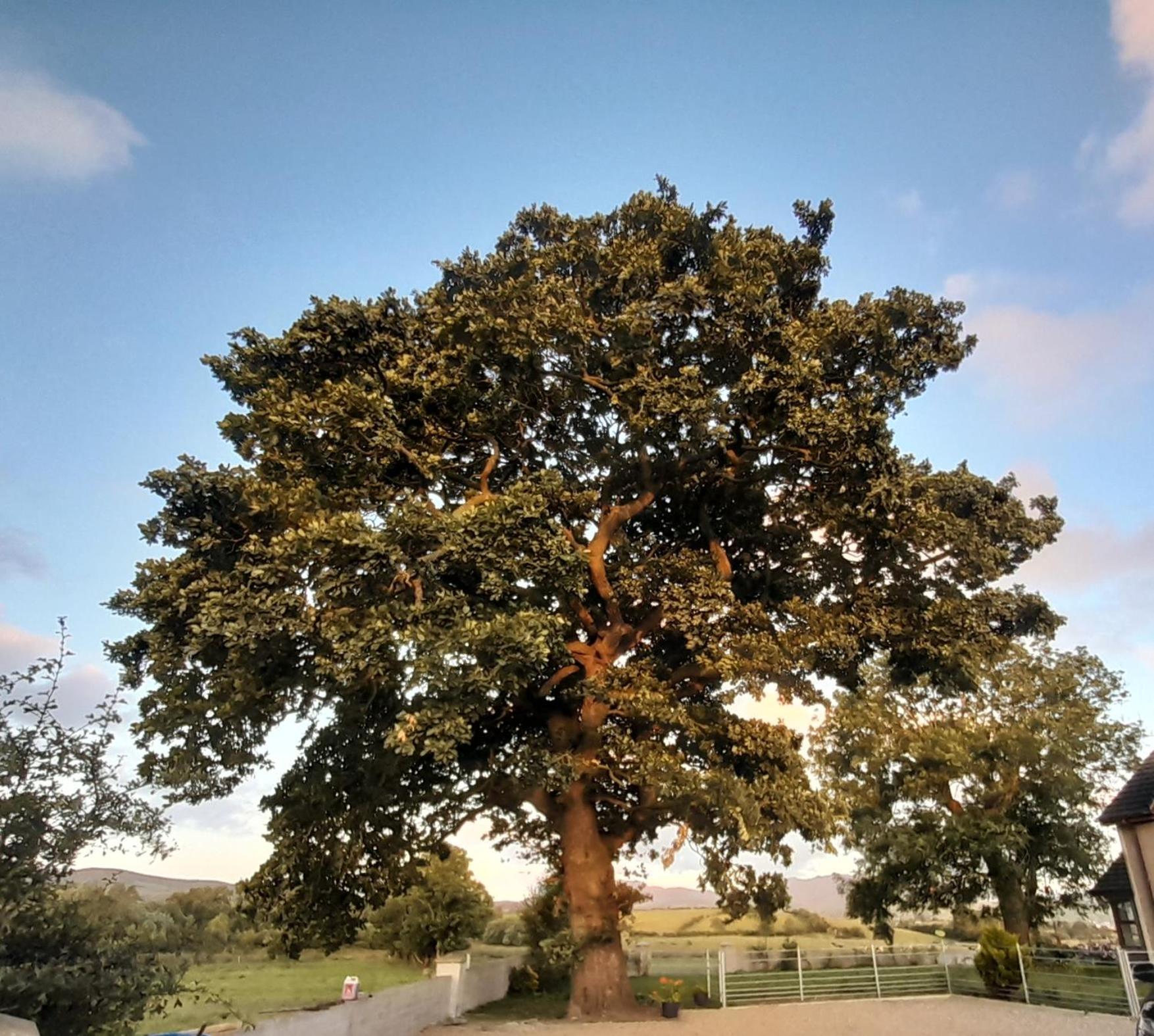 Oaktree Manor Villa Castlewellan Eksteriør billede